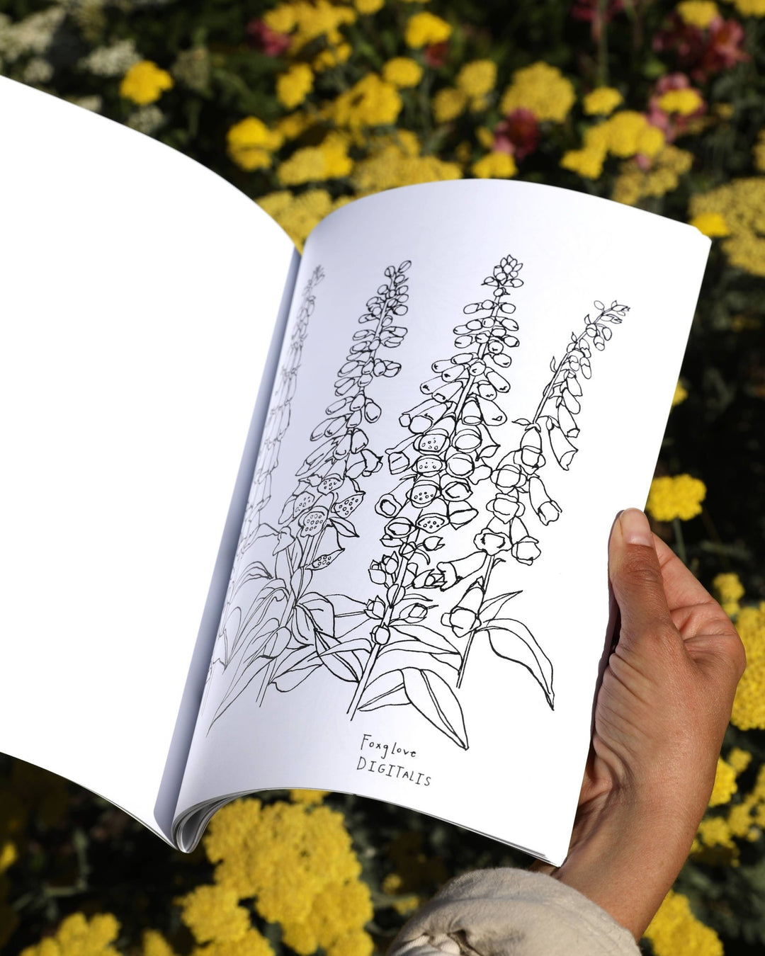 Buds Along the Path Coloring Book - Meadow Collectivecoloring book