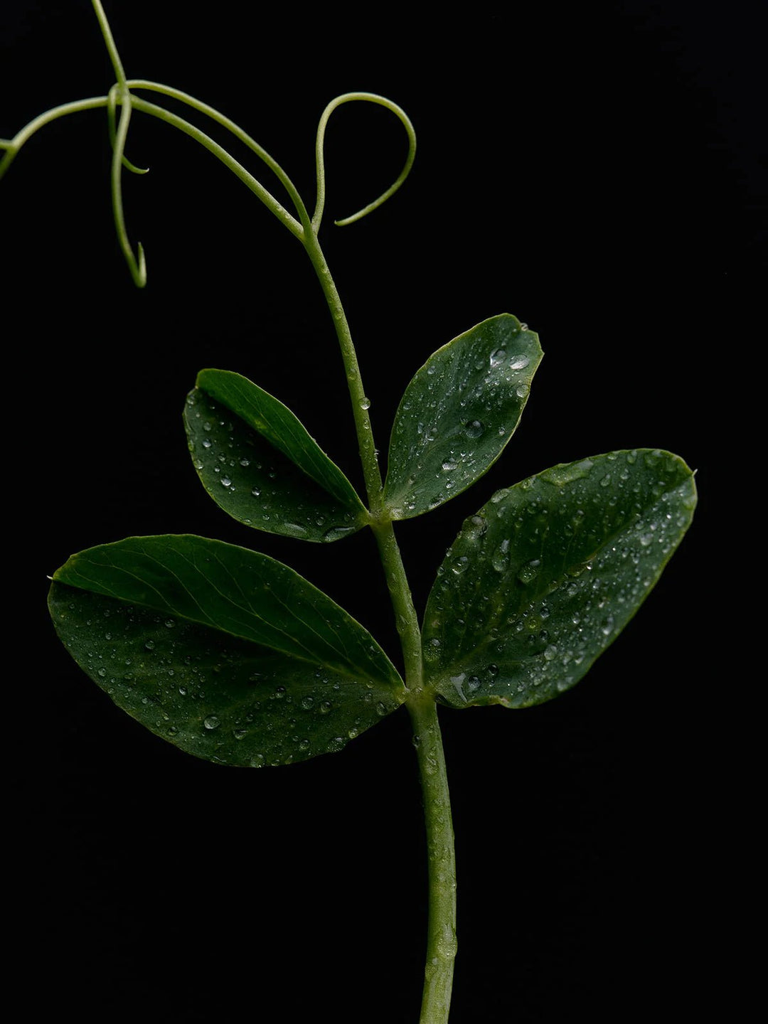 Green Goddess Candle - Flamingo Estate - Meadow Collectivecandle