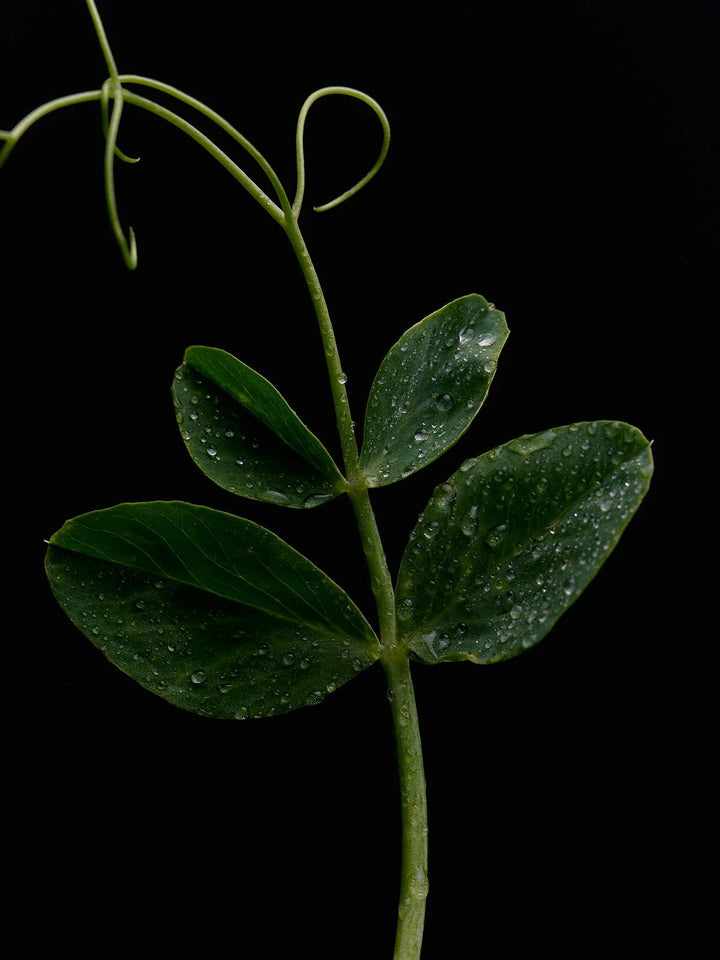 Green Goddess Candle - Flamingo Estate - Meadow Collectivecandle