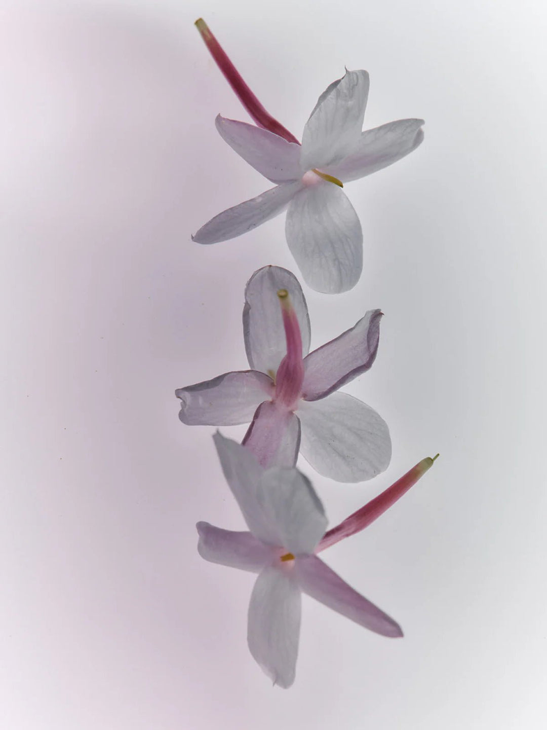 Jasmine Damask Rose Rich Cream - Flamingo Estate - Meadow Collectivehand cream