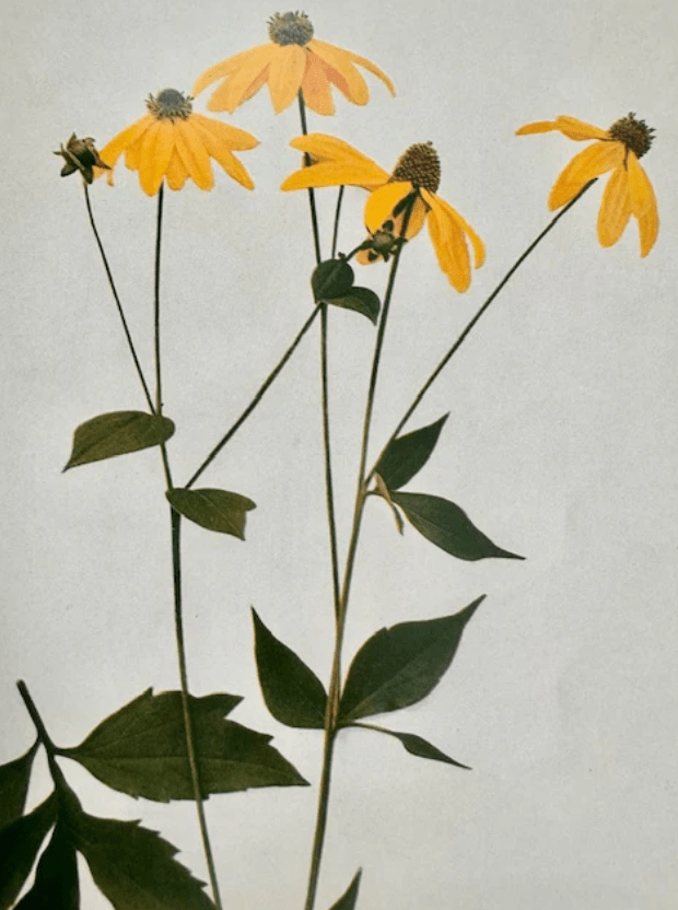 Orchard Sun Candle - Meadow Collectivecandle